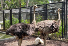 Trasladan dos avestruces al zoológico La Guaricha en Monagas