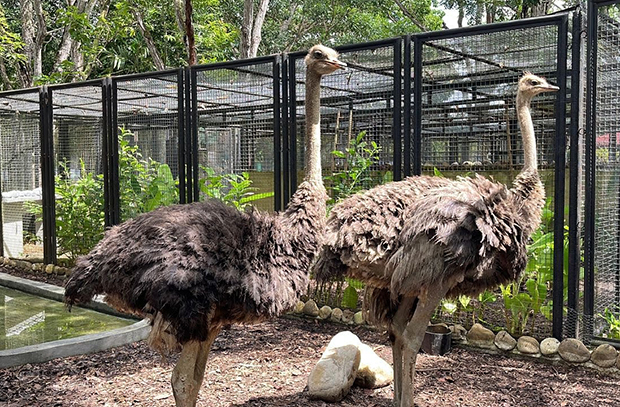 Trasladan dos avestruces al zoológico La Guaricha en Monagas