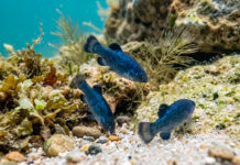 Un esperma congelado podría ayudar a preservar la diversidad genética de peces en peligro de extinción
