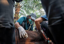Un orangután de Borneo, en peligro de extinción, muere en los incendios de Indonesia
