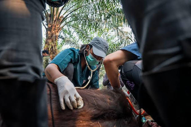 Un orangután de Borneo, en peligro de extinción, muere en los incendios de Indonesia